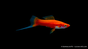 Schwertträger Rot mit optimaler Wasserqualität und guter Haltung