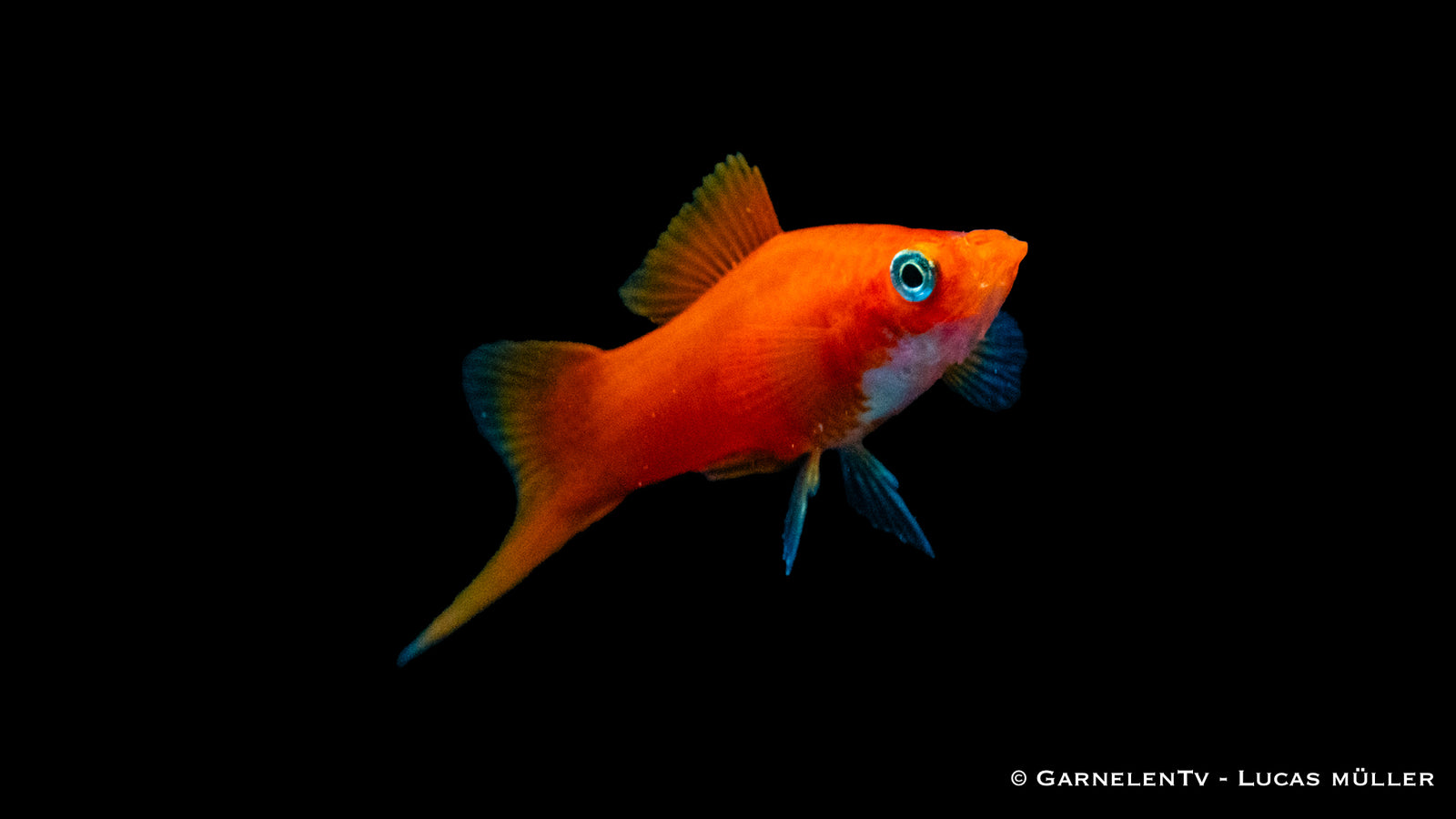 Schwertträger Rot (Xiphophorus helleri) im Aquarium