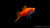 Schwertträger Rot (Xiphophorus helleri) im Aquarium