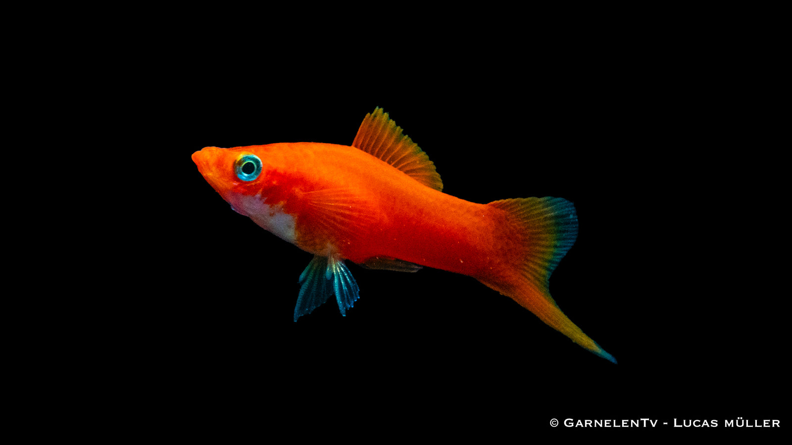 Schwertträger Rot (Xiphophorus helleri) im Aquarium