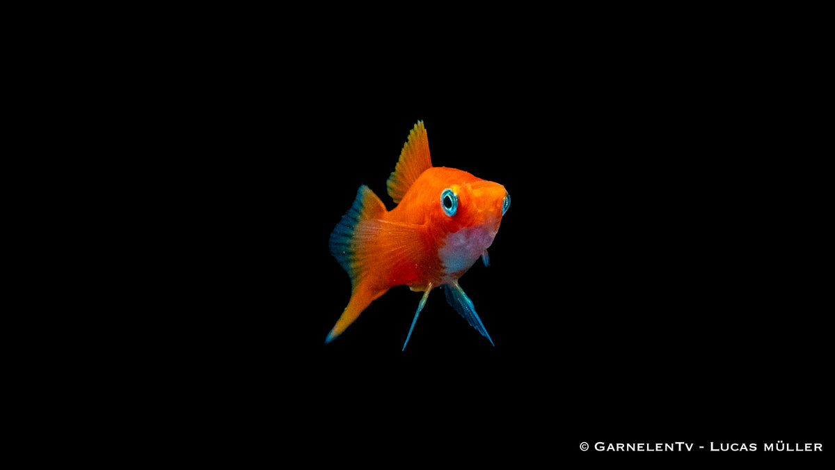 Schwertträger Rot mit anderen friedlichen Fischen im Becken