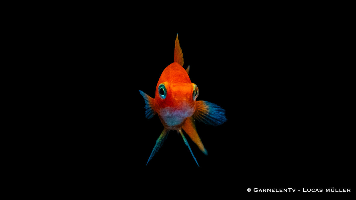 Gruppe von Schwertträgern Rot in einem bepflanzten Aquarium