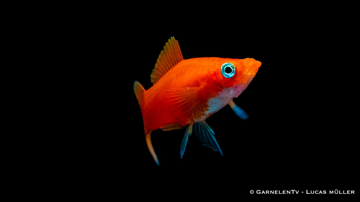 Weiblicher Schwertträger Rot neben anderen Aquarienfischen