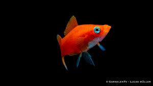Weiblicher Schwertträger Rot neben anderen Aquarienfischen