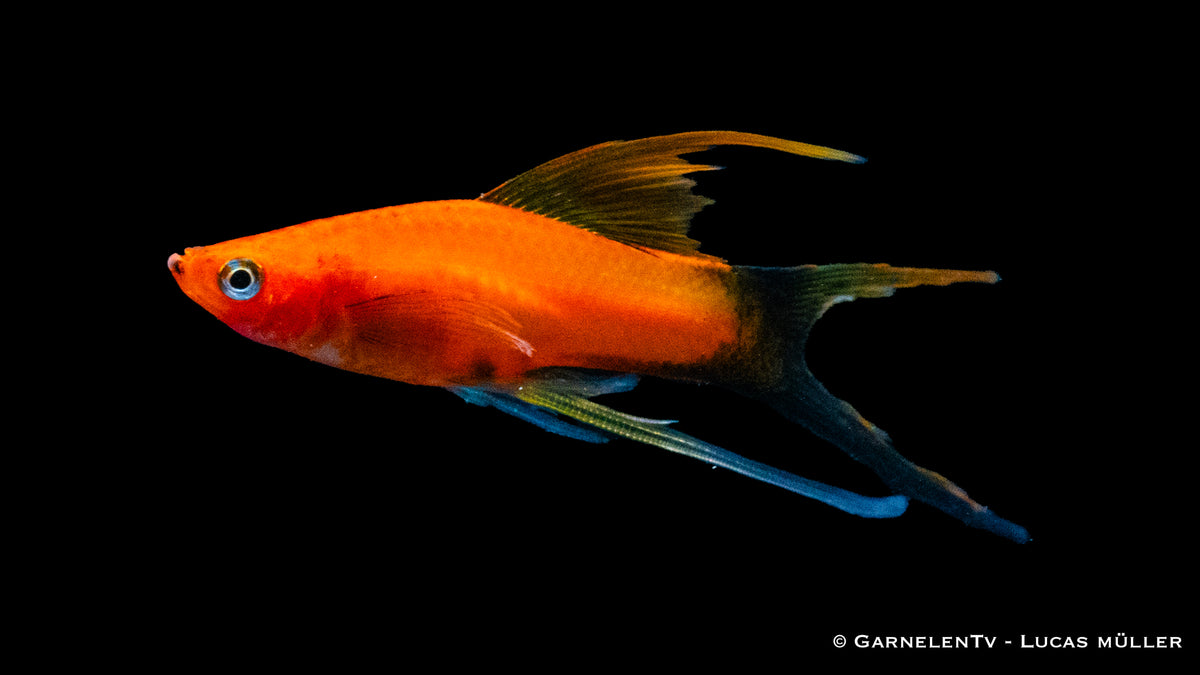 Aquarium mit Schwertträgern Rot Wagtail und Pflanzen