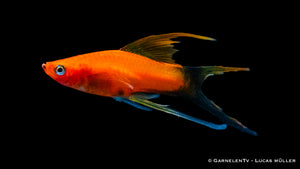 Aquarium mit Schwertträgern Rot Wagtail und Pflanzen