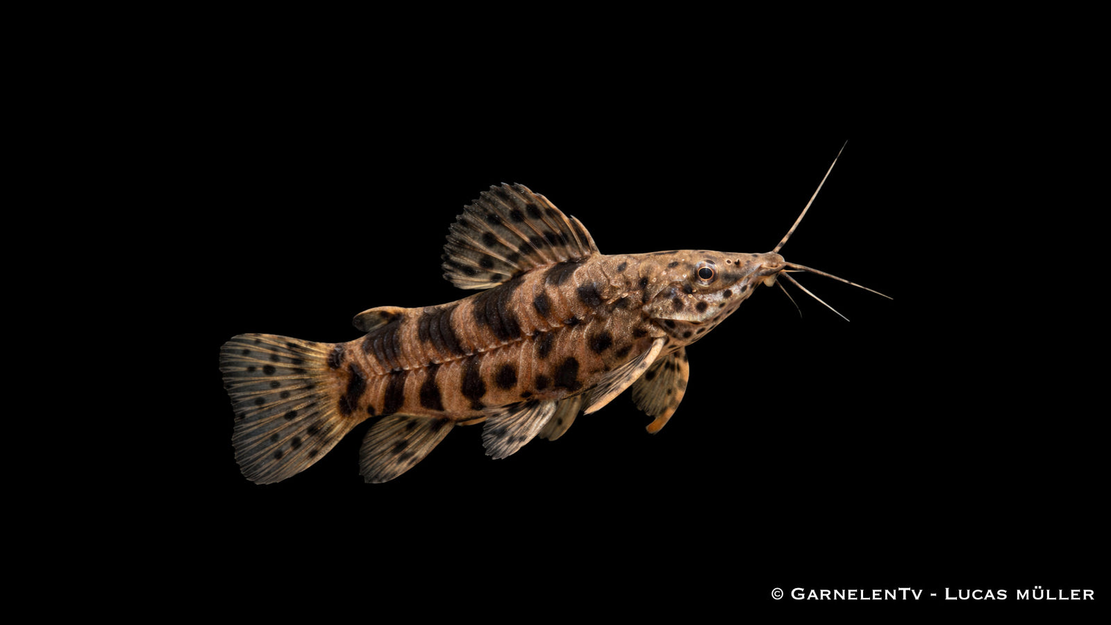 Schwielenwels - Megalechis thoracata (Hoplosternum thoracatum)