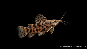 Schwielenwels - Megalechis thoracata (Hoplosternum thoracatum)