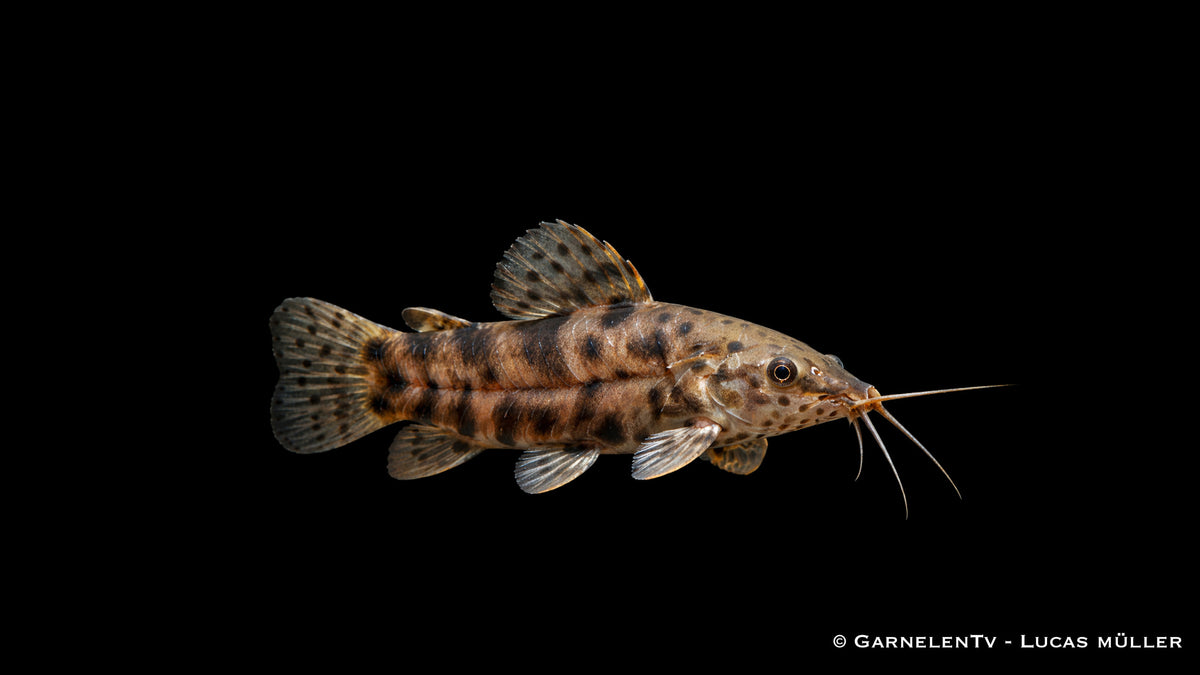 Schwielenwels - Megalechis thoracata (Hoplosternum thoracatum)
