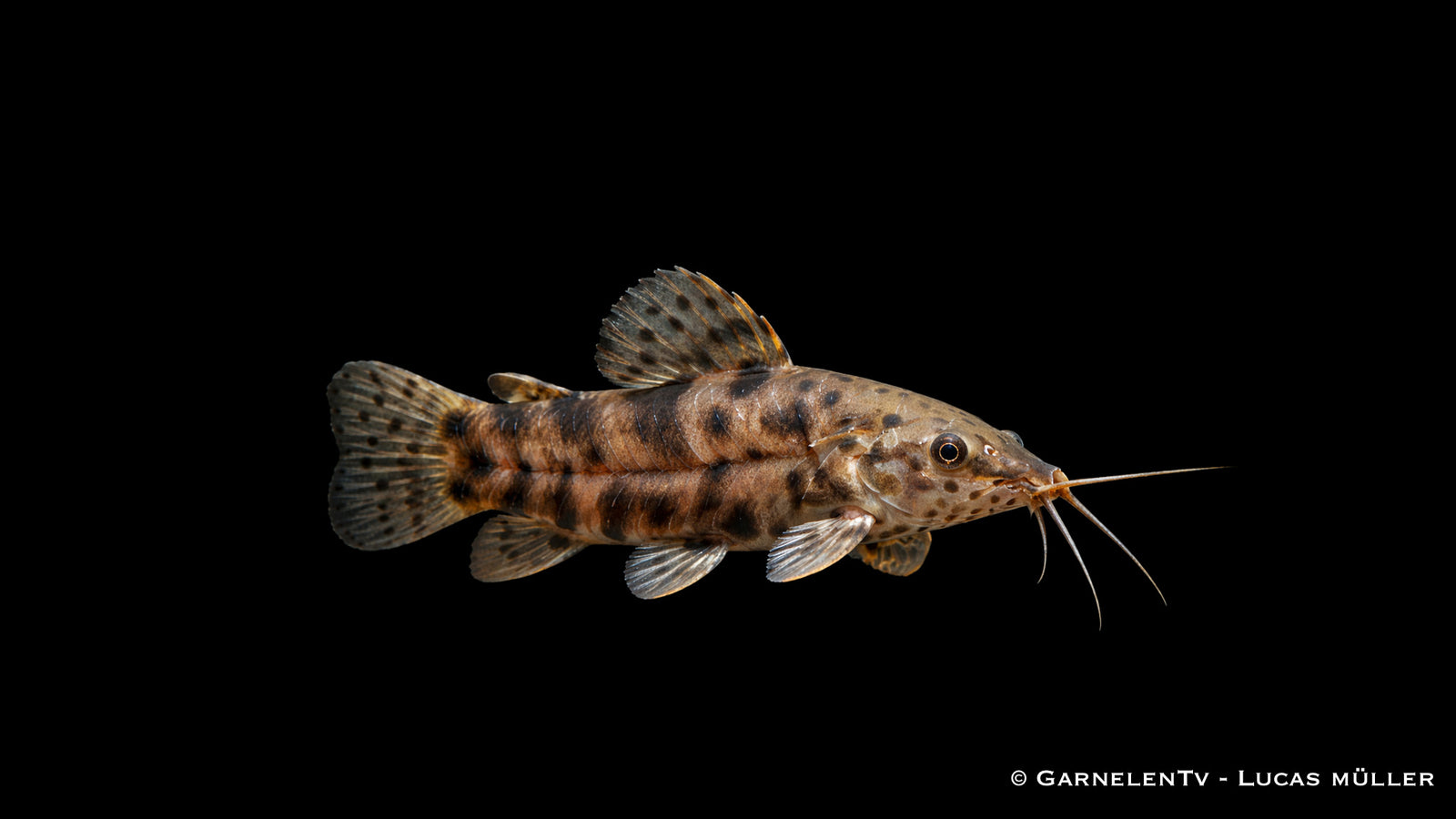 Schwielenwels - Megalechis thoracata (Hoplosternum thoracatum)