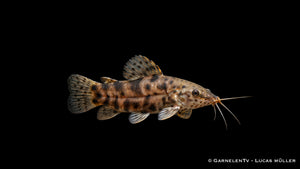 Schwielenwels - Megalechis thoracata (Hoplosternum thoracatum)