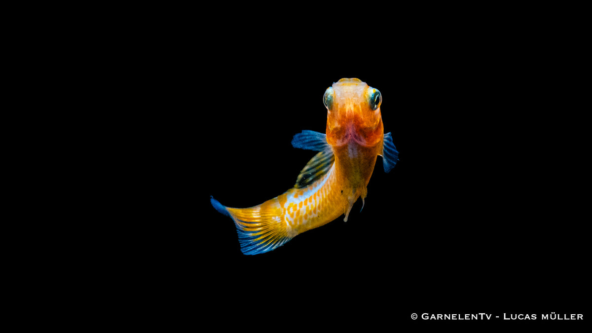 Poecilia velifera Gold schwimmt in einem bepflanzten Aquarium