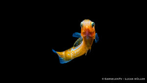 Poecilia velifera Gold schwimmt in einem bepflanzten Aquarium