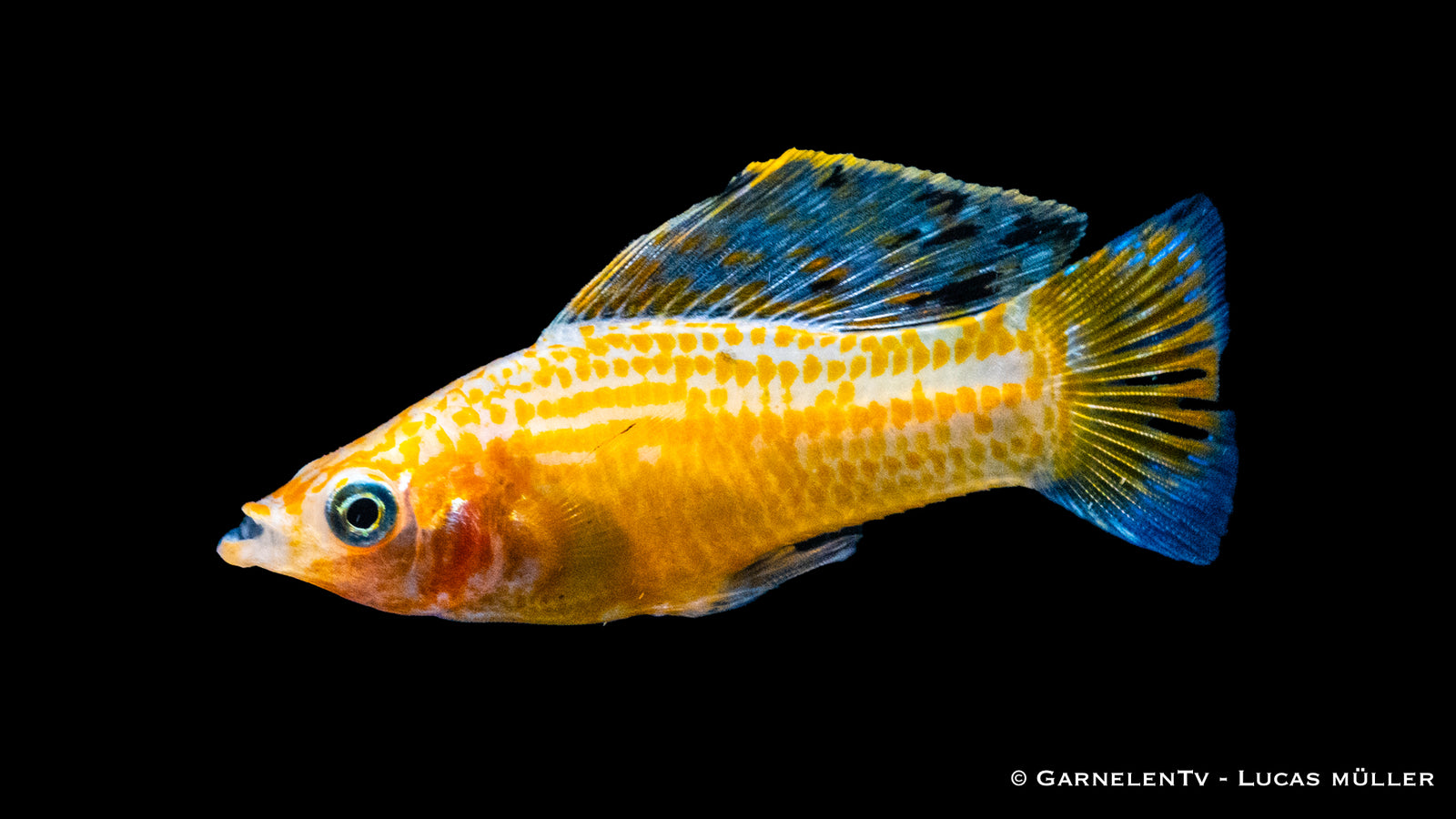 Segelkärpfling Gold (Poecilia velifera) im Aquarium