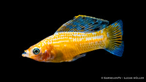 Segelkärpfling Gold (Poecilia velifera) im Aquarium