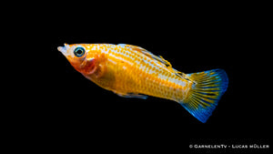 Gruppe von Segelkärpflingen Gold in einem tropischen Aquarium