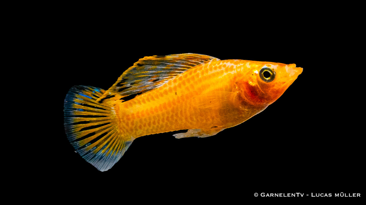 Nahaufnahme eines goldfarbenen Segelkärpflings mit großer Rückenflosse