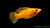 Segelkärpfling Gold (Poecilia velifera) im Aquarium