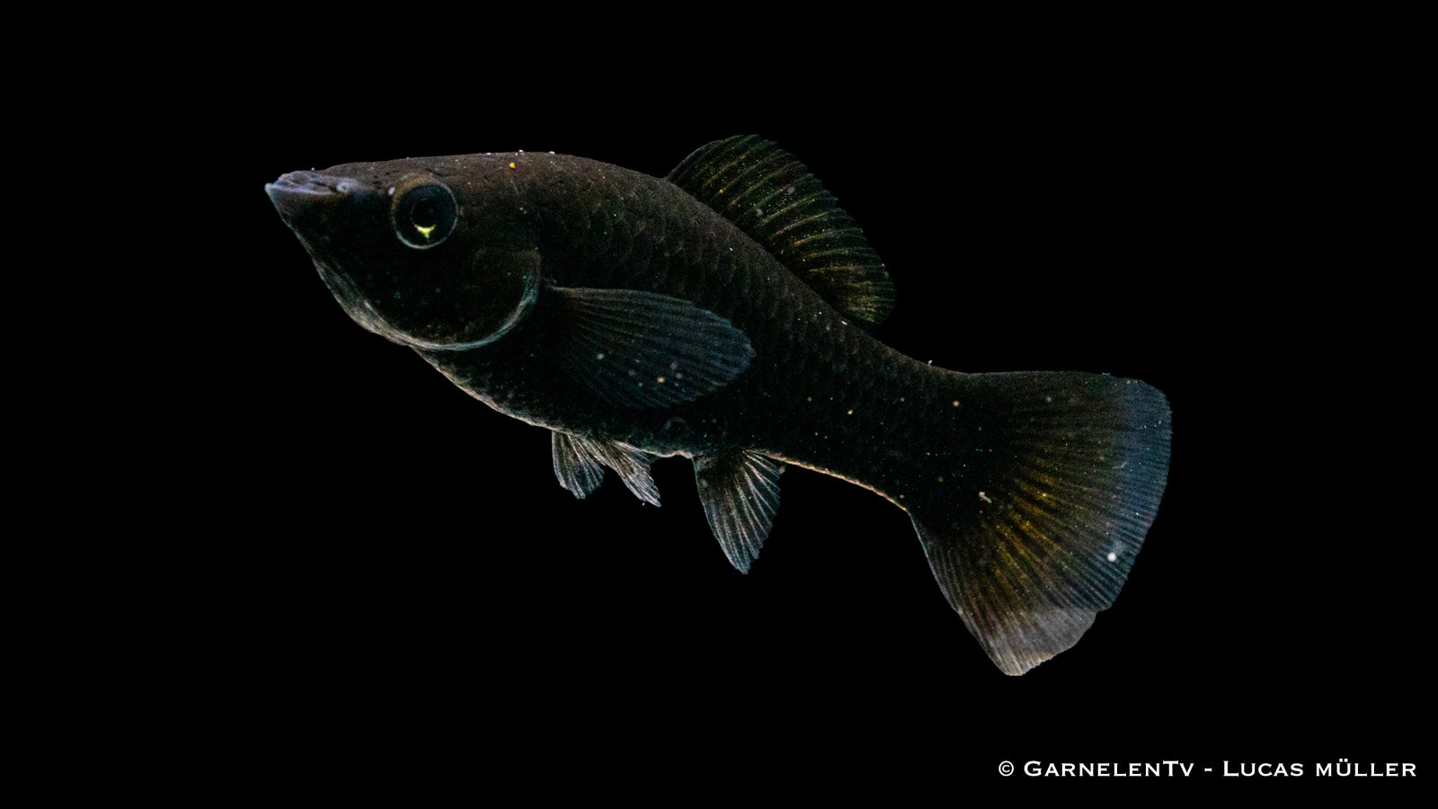 Segelkärpfling Schwarz (Poecilia velifera) im Aquarium