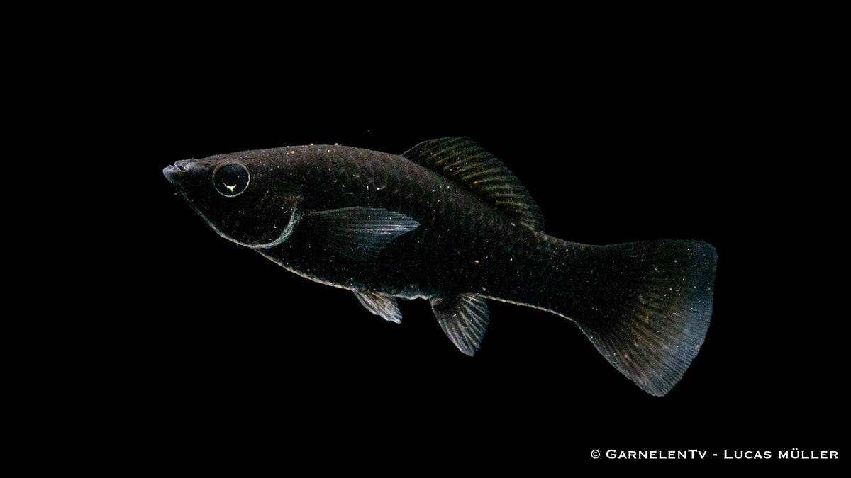 Nahaufnahme eines schwarzen Segelkärpflings mit großer Rückenflosse