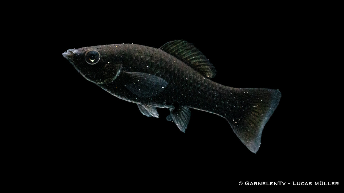 Poecilia velifera in einem bepflanzten Aquarium mit Artgenossen