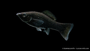 Poecilia velifera in einem bepflanzten Aquarium mit Artgenossen