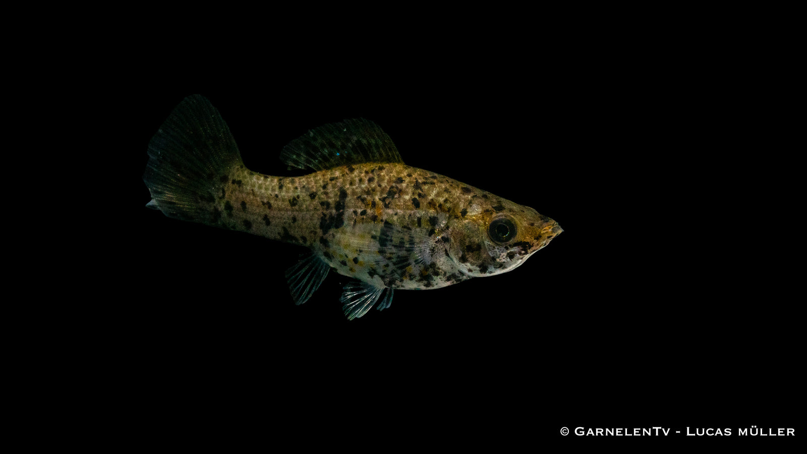 Segelkärpfling Dalmatiner (Poecilia velifera) im Aquarium
