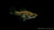 Segelkärpfling Dalmatiner (Poecilia velifera) im Aquarium