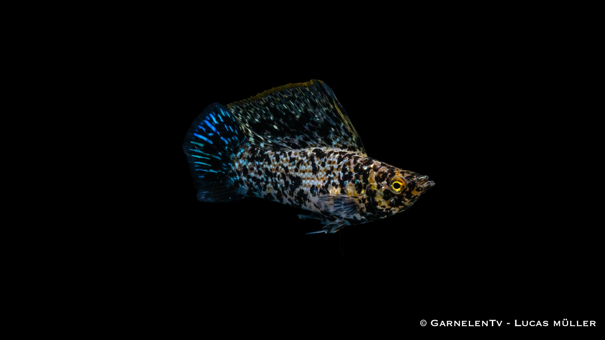 Segelkärpfling Dalmatiner (Poecilia velifera) im Aquarium