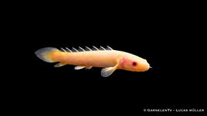 Senegal Flösselhecht "Albino" - Polypterus senegalus