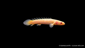 Senegal Flösselhecht "Albino" - Polypterus senegalus