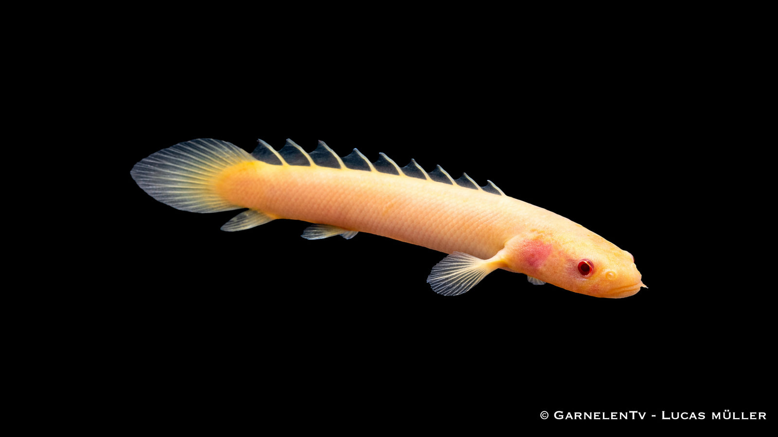 Senegal Flösselhecht "Albino" - Polypterus senegalus