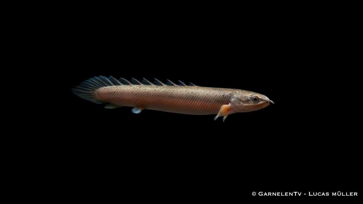 Senegal Flösselhecht - Polypterus senegalus