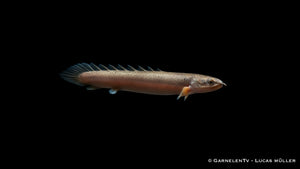 Senegal Flösselhecht - Polypterus senegalus