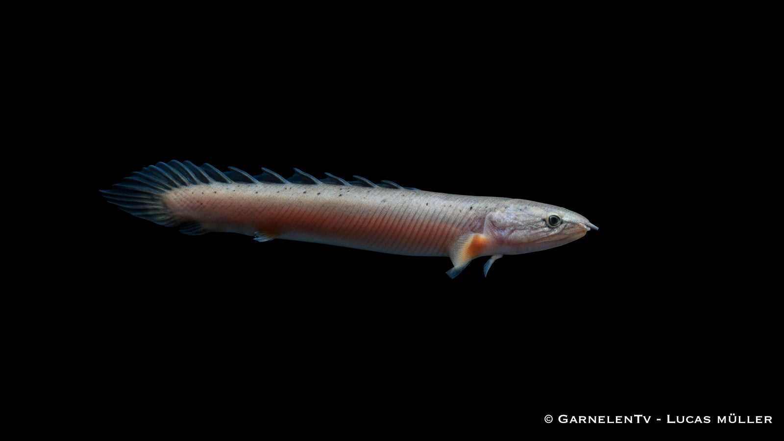 Senegal Flösselhecht - Polypterus senegalus