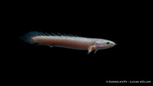 Senegal Flösselhecht - Polypterus senegalus