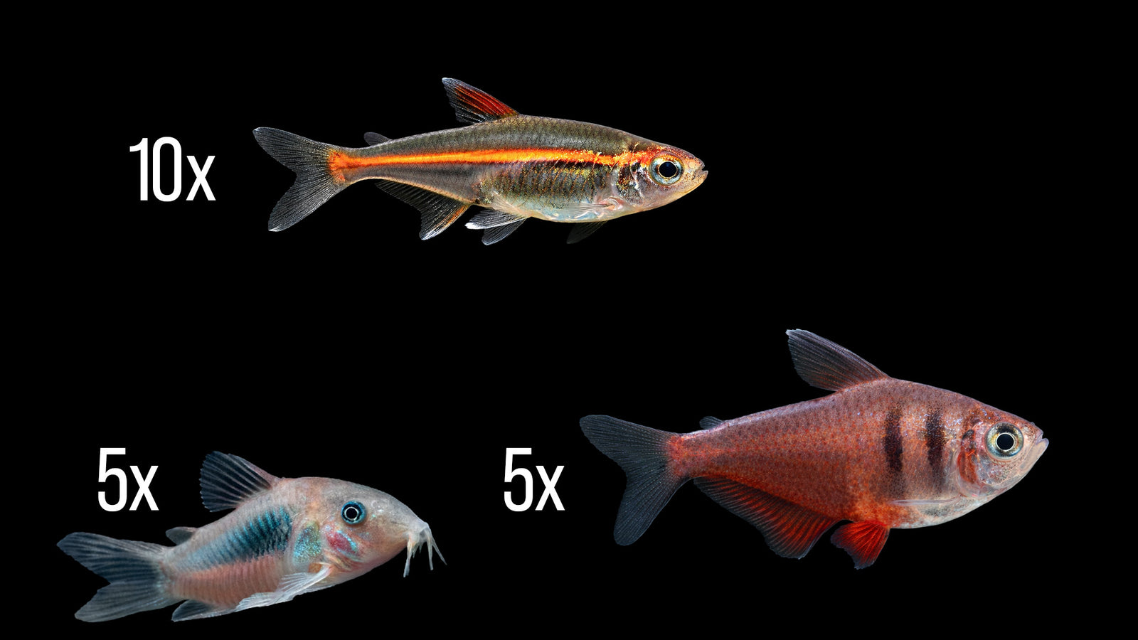 Amazonas Zierfisch - Set für 80 Liter