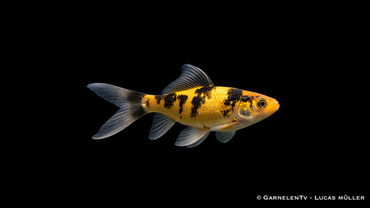 Shubunkin Gelb Schwarz Goldfisch mit kontrastreicher Zeichnung im klaren Kaltwasser Aquarium