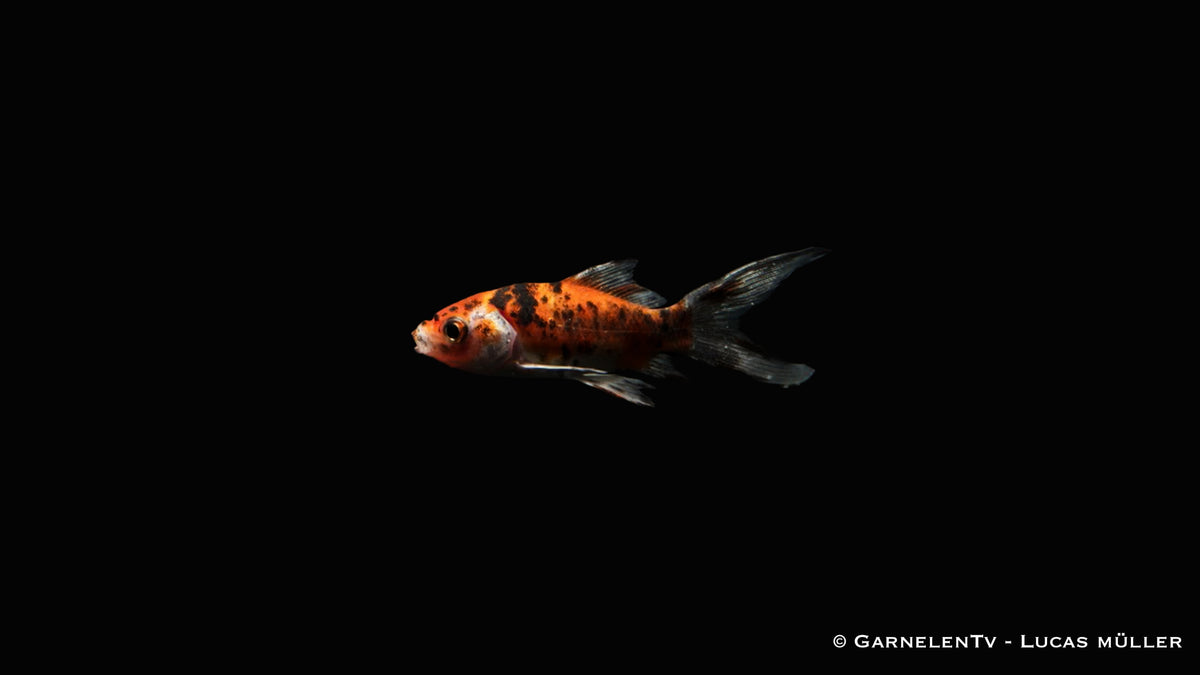 Goldfisch Shubunkin- Carassius auratus auratus (9-12 cm)