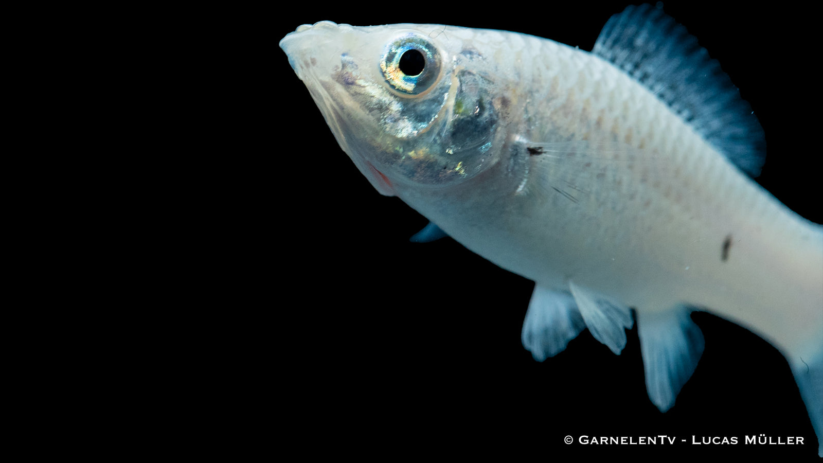 Molly Silber Poecilia sphenops schwimmt im Aquarium
