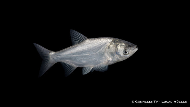 Silberkarpfen Hypophthalmichthys molitrix mit typischer breiter Kopfpartie in Seitenansicht