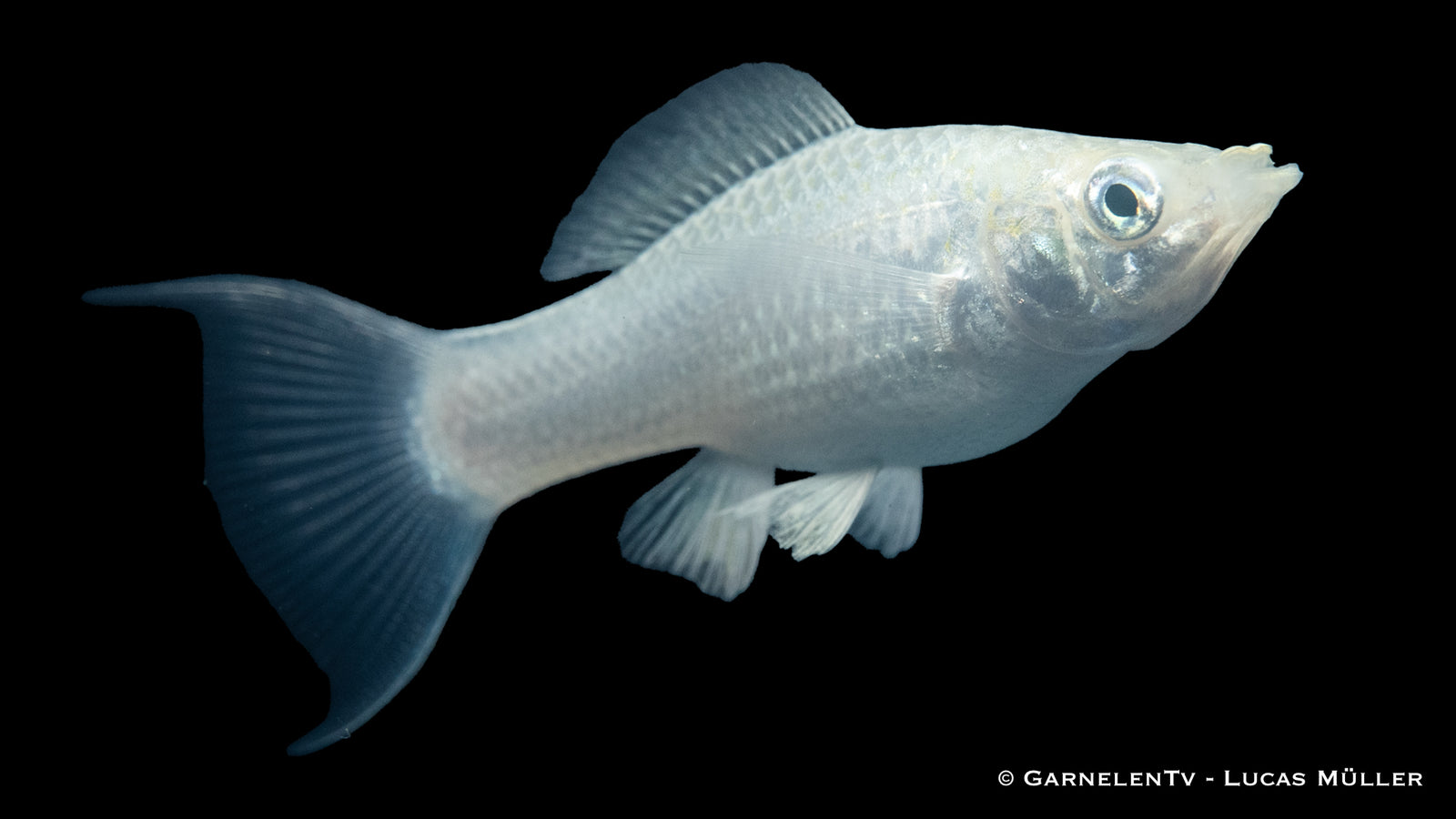 Molly Silber Lyra Poecilia sphenops schwimmt im Aquarium