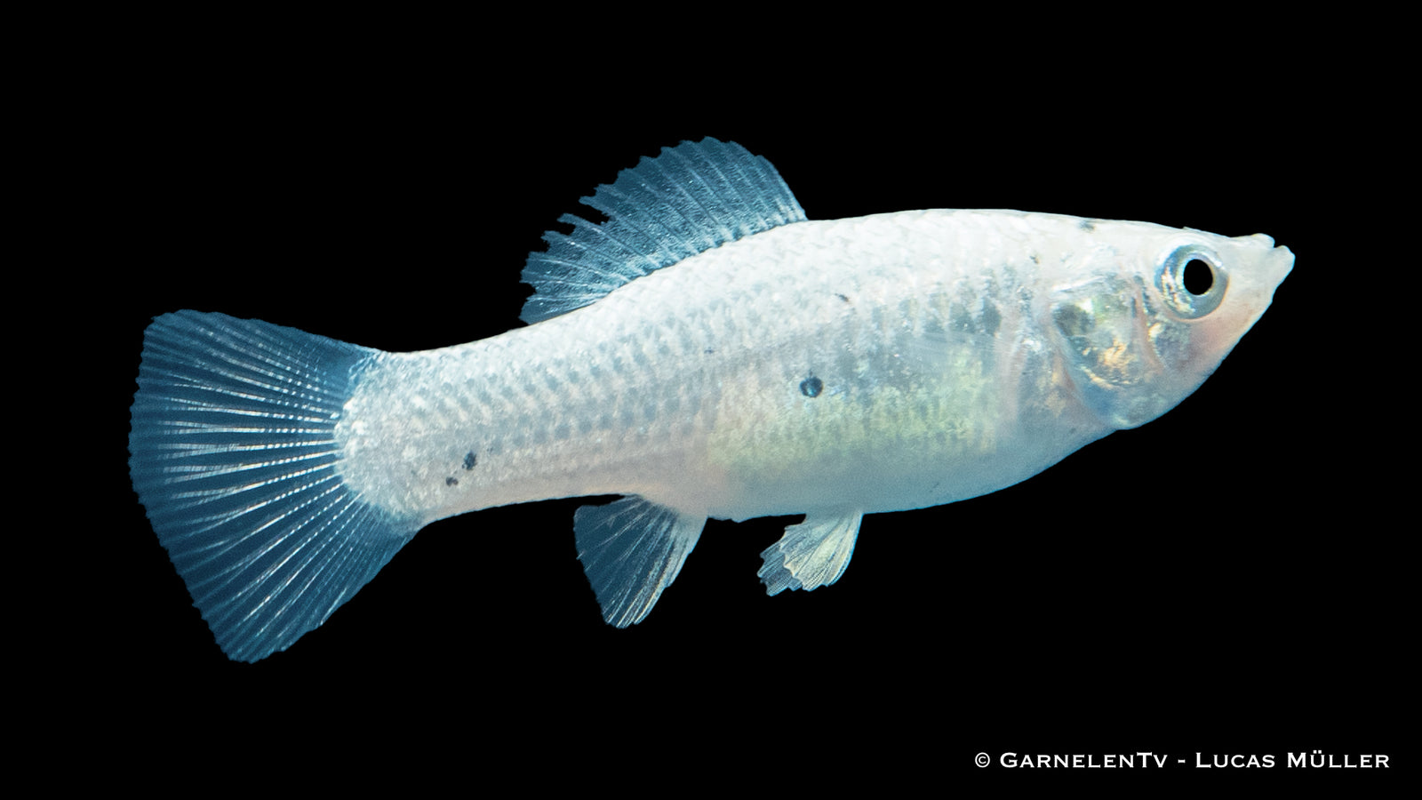 Molly Silber Poecilia sphenops schwimmt im Aquarium