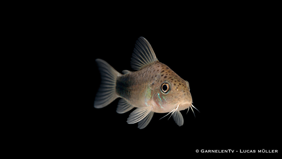 Similis Panzerwels - Hoplisoma (Corydoras) similis