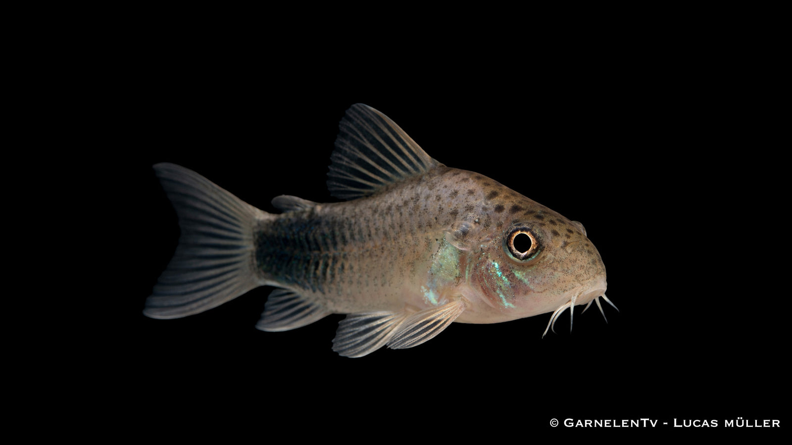 Similis Panzerwels - Hoplisoma (Corydoras) similis