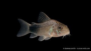 Similis Panzerwels - Hoplisoma (Corydoras) similis