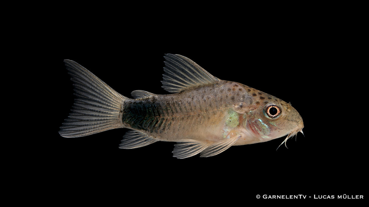 Similis Panzerwels - Hoplisoma (Corydoras) similis