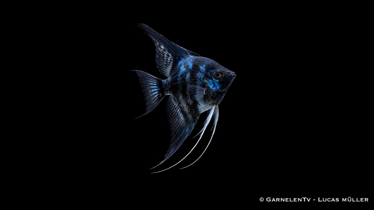 Skalar Blue Clown - Pterophyllum scalare