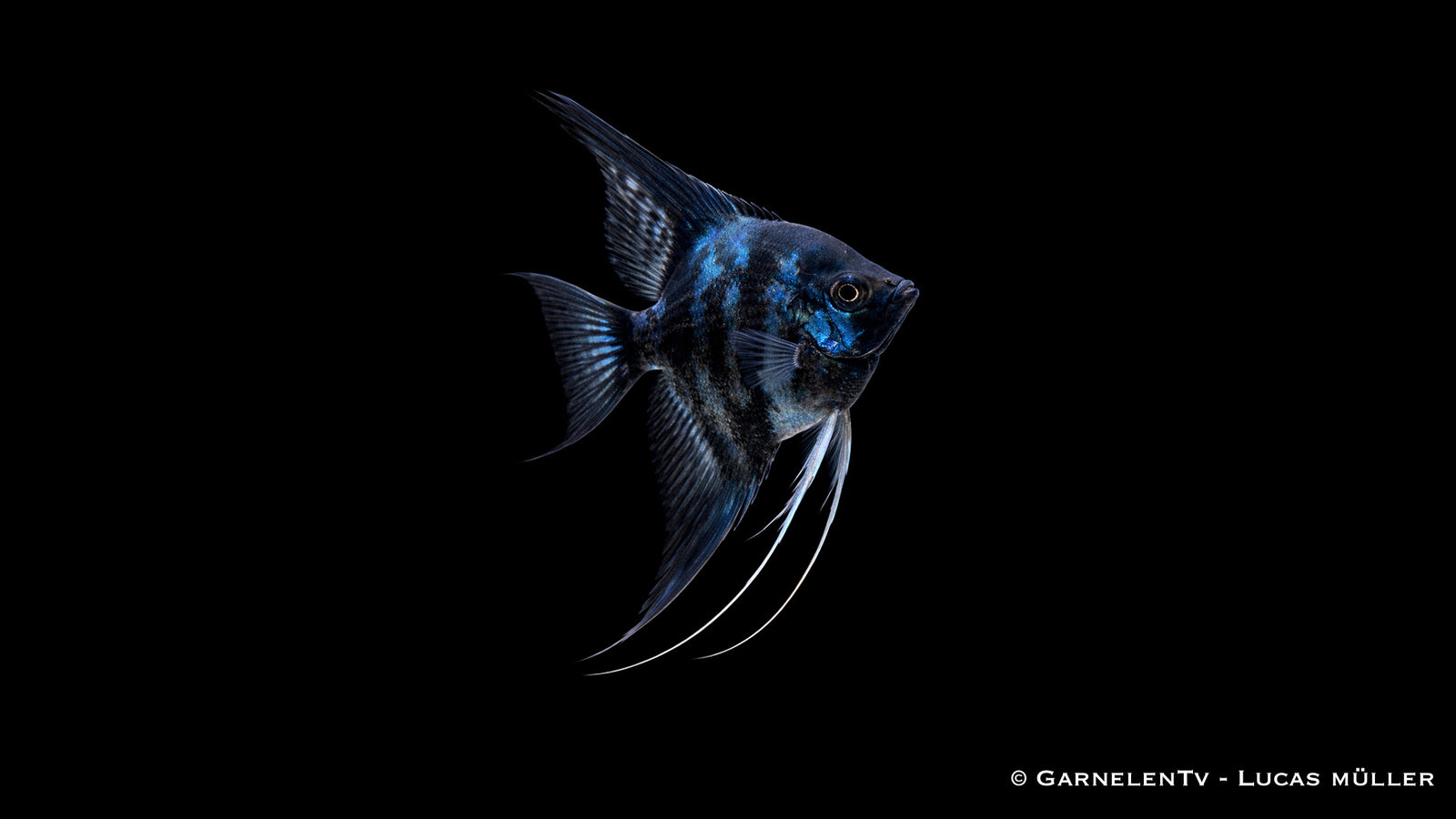 Skalar Blue Clown - Pterophyllum scalare