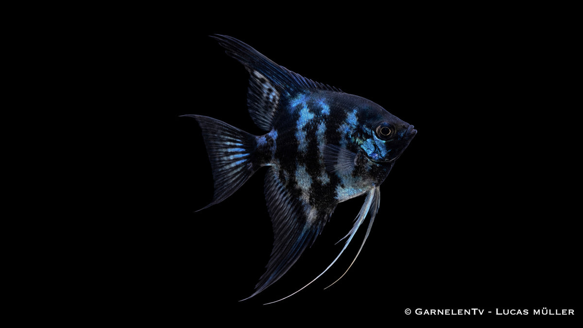 Skalar Blue Clown - Pterophyllum scalare